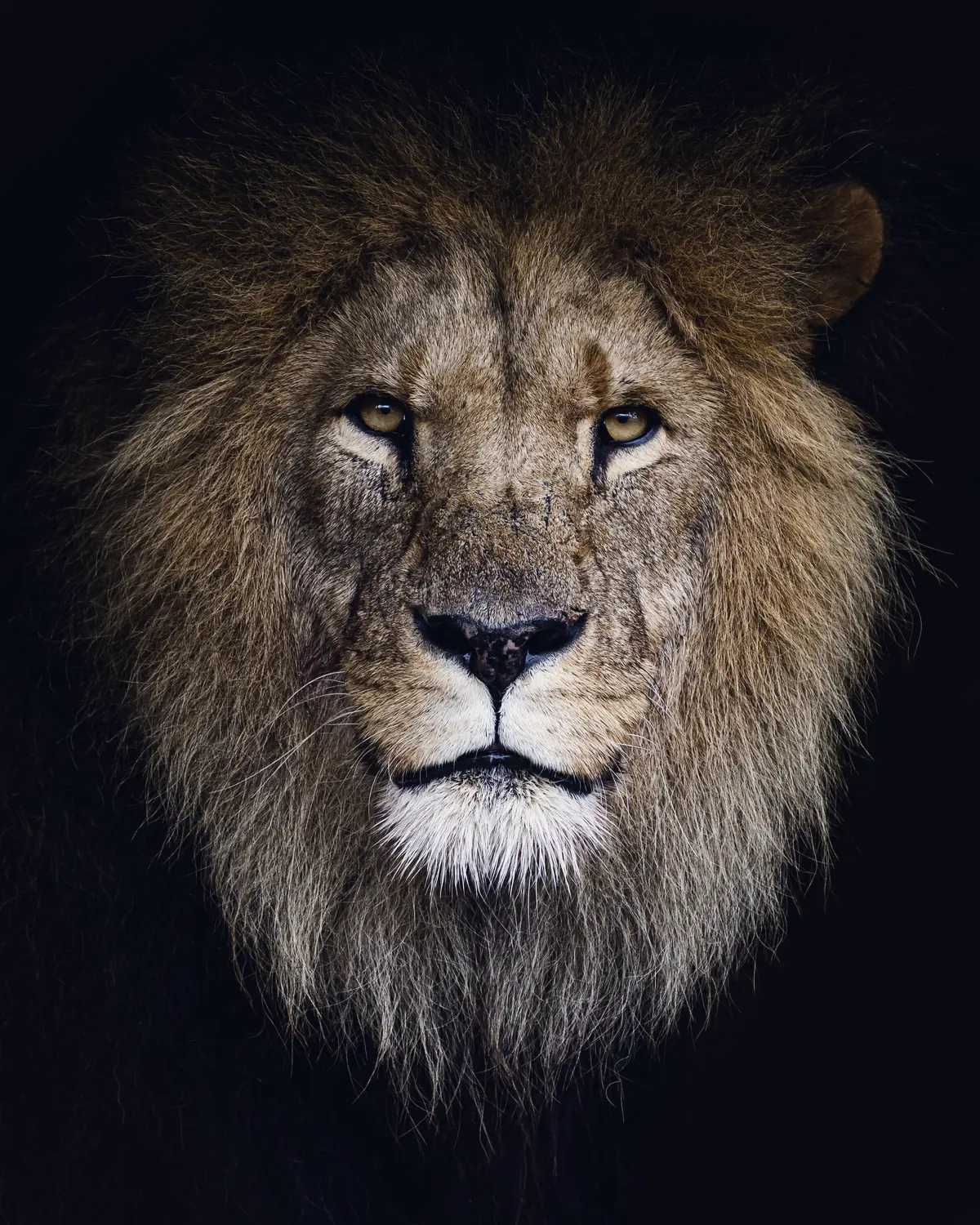 A lion's face in close-up against a dark background