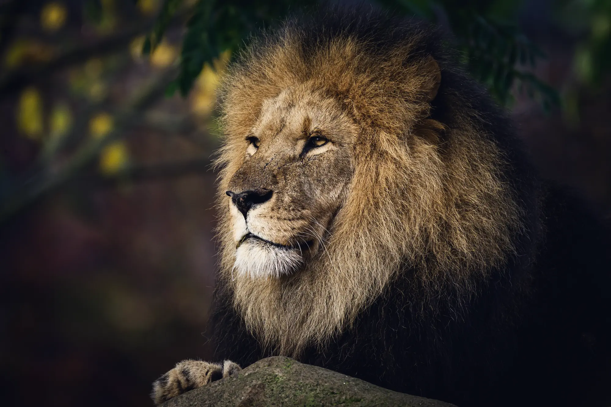 A lion rests on a rock in the shade