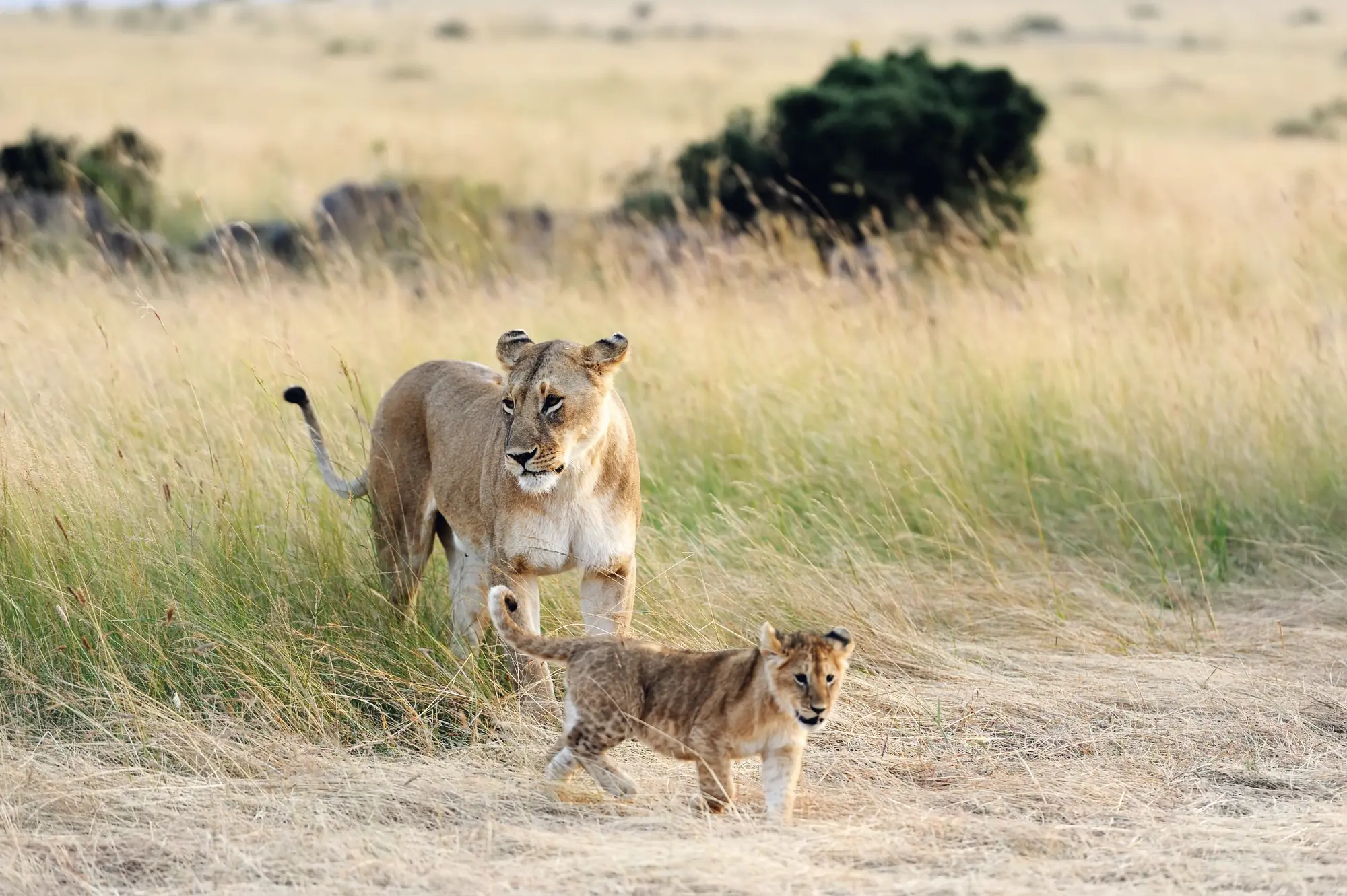 A lioness walks through tall grass with her cub