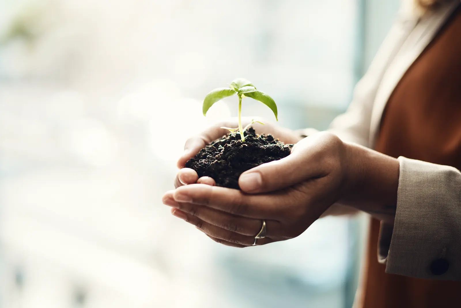 Two hands hold a young plant in soil